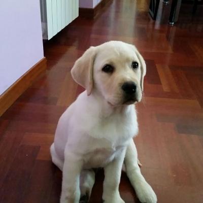 Cucciolata Emma 12345