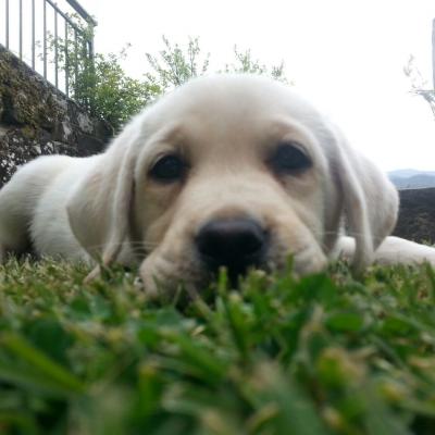 Cucciolata Emma 654